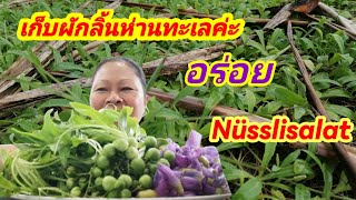 เก็บผักลิ้นห่านตามชายทะเล