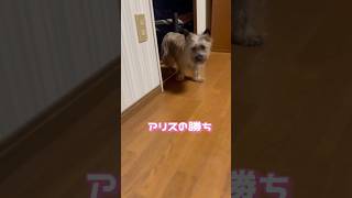 #cairnterrier #ケアーンテリア #dog #かわいい #犬のいる暮らし #犬のいる生活 #かくれんぼ #いやしわんこ