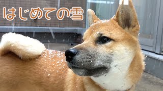 初めて雪を見た柴犬【Shiba inu puppy Shammo saw snow for the first time】