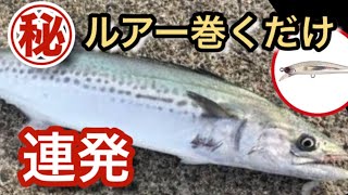 誰でも簡単にサゴシを釣る方法 【ショアジギ 】ピンテール　サゴシチューン