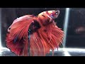 imported clown tail beta fighter fish