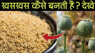 अफीम से खसखस कैसे बनती है देखे | खसखस की खेती poppy seeds farming