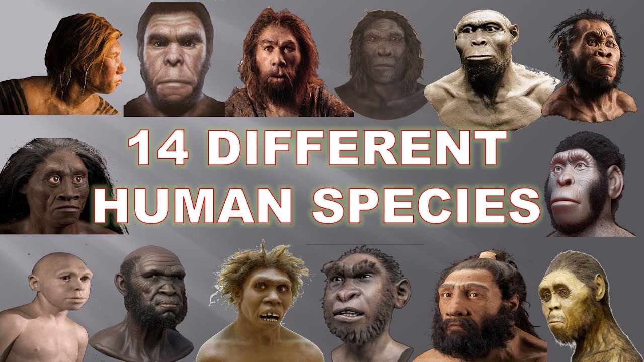 Why Are There So Many Variations Of Species But Not Of Humans Page 2