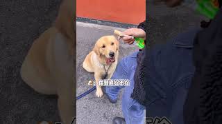 来看看骗狗子握手多少次，她会生气？#小鸡毛 #萌宠 #pets #金毛 #goldenretriever