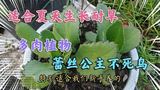 這合新手養的多肉植物蕾絲公主不死鳥，耐旱易繁殖落地就生根