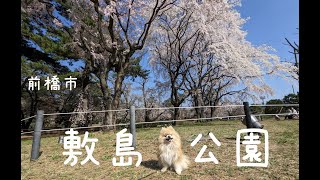 【おでかけ日記】前橋市の敷島公園の満開の桜を見ながら元保護犬・ポメラニアンのアートと春のお散歩！【桜満開】　#37　2023/03/22