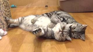 【ねこ動画】ホモ猫②　オス同士ですｗｗ