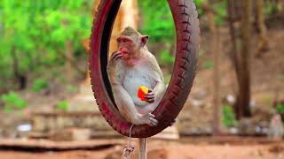 Baby monkey eats fruits and playing | Cute Monkey | baby monkey bon bon | Animal hit