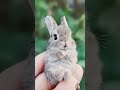 #bunny #cute #rabbit #animals #pets #babybunnycharm #peakcuteness #spacebunny