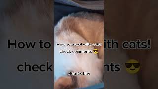 How to travel with cats!