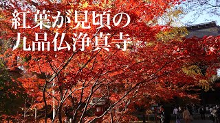 紅葉が見頃の九品仏浄真寺