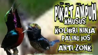 Ampuh Suara Pikat Burung Kolibri Ninja Terbukti Paling Jos