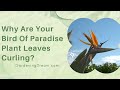 Why Are Your Bird Of Paradise Plant Leaves Curling?