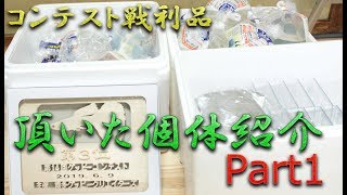 コンテストの戦利品！頂いた魚の紹介part１！【大分グッピーFC】