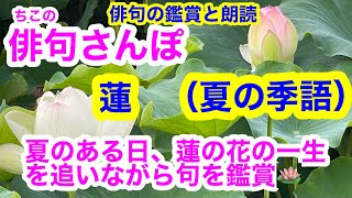 【俳句さんぽ・第77回】蓮（夏）夏のある日、蓮の花の一生を追いながら句を鑑賞しました！🪷