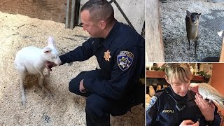 Dam Evacuation Leaves Kangaroo, Zebra Among Abandoned Animals
