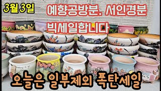 3월3일 토끼네화분 #예향공방분 #세일 서인경분 빅세일 합니다