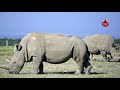 30 endangered south african white rhinos airlifted to rwanda