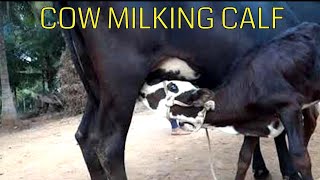 Cow milking calf || Calf drinking milk from Cow || women milking cow with calf |Village life