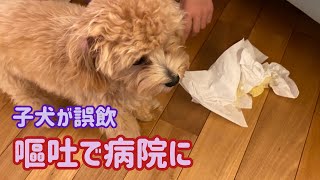 子犬が隠れて【嘔吐】病院へ行く【マルプー】【誤飲】