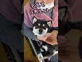 施設のおばあちゃんにバレンタインチョコを差し入れした柴犬アンジュ