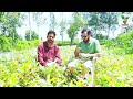 👉सर्पगंधा की खेती किसान की ज़ुबानी।।sarpagandha farming👈 sarpagandha herbalfarming pioneerfarming