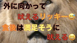 【円山動物園ライオン】外に向かって吠えるリッキー😅食後は満足そうに吠える😆