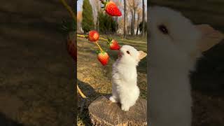 Adı Çilek #short #shorts #shortvideo #tavşan #rabbit