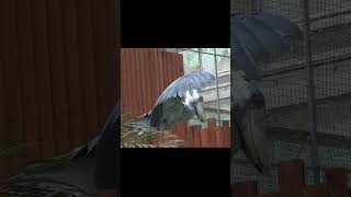 羽を広げるよ🌺ハシビロコウふたば🌱opening two wings★shoebill Futaba★ #shorts