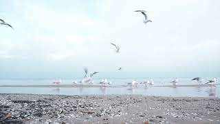 seagulls on the baltic sea in winter