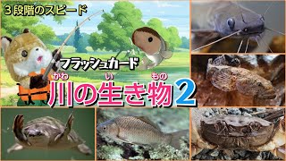 【フラッシュカード】くり返しておぼえる♪ひらがなで「川の生き物２」