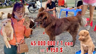 Phiên Chợ Bán Loài Chó Quý Đắt Nhất Việt Nam Tại Tây Bắc | Pets Market | Tôi Người Vùng Cao