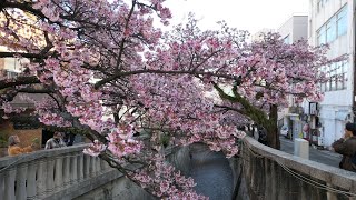 熱海　あたみ桜　糸川桜まつり　満開　2024年1月29日(月)