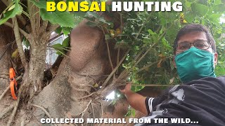 Yamadori - Collected Bonsai Trees From The Wild | Bonsai ideas