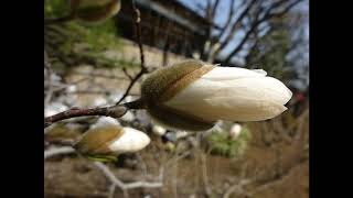 辛夷の花　富原薫作詞・下総皖一作曲