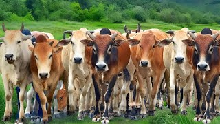 Video of a herd of cows being herded into a large field, the sound of the cows calling their friends