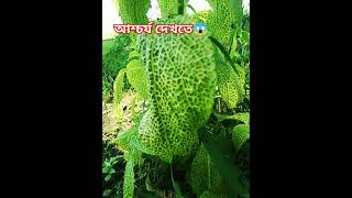 Ya nabi muhammad !oyes koruni dekhe ni ...!কি আশ্চর্য রকম দেখতে ঘাস টি#beutifull #shortsfeed #গাছ