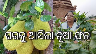 ଘରକୁ ଆସିଲା ଏ ବର୍ଷ ର ନୂଆ ଫଳ