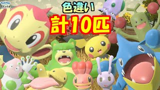 リングマが思ったより顔面凶器 計10匹色違いゲットだぜ！ 【Pokémon LEGENDS アルセウス 】