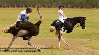 উট পাখির পিঠে চড়ে দৌড় প্রতিযোগিতা।