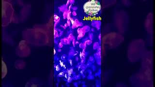 ‼️เคยเห็นไหมคะแมงกะพรุนเปลี่ยนสี‼️ #jellyfish #sentosa #shorts