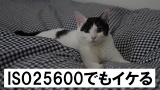 α7S IIIの性能がハンパないから愛猫撮影が捗りそうです