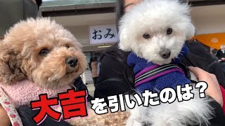 初詣にておみくじを引いたら面白い結果になりましたw【トイプードル/マルプー】