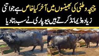 Chichawatni Maweshi Mandi Today | Buffalo Fresh Rates Update | Buffalo Mandi 2024