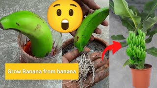 Grow bananas from bananas at home, কিভাবে কলা গাছ জন্মাতে হয়