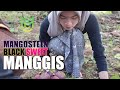 Hitam Manis Buah Manggis, Kesukaan Gadis Desa Cantik Di Pedesaan Sunda Sukabumi Jawa Barat