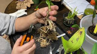 Collective repotting session 3 ~~ 5 orchids