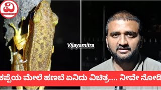 ಕಪ್ಪೆಯ ಮೇಲೆ ಹಣಬೆ ಏನಿದು ವಿಚಿತ್ರ...... ನೀವೇ ಒಮ್ಮೆ ನೋಡಿ......