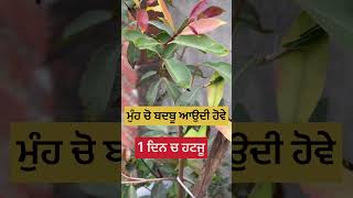 ਮੁੰਹ ਚੋ ਬਦਬੂ ਆਉਦੀ ਹੋਵੇ ਤਾ ਵਰਤੋ #video #naturalfit #viralvideo #trendingshorts #reels #fitness