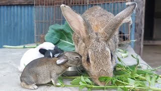 Baby rabbit kissing mother